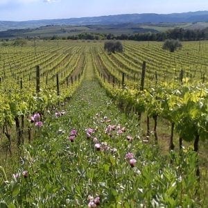 Podere Brizio Vineyards - Podere Brizio Stylish Wine Tour