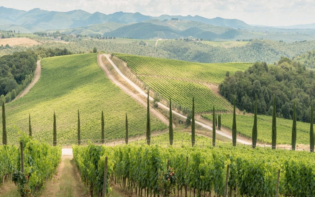 Vineyard Visit - Chianti Classico Tours
